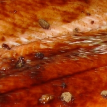 Charmehotel De stokerij te Oudenburg, West-Vlaanderen - Overnachten nabij Brugge, Oostende en De Haan